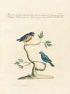 Ornithologia methodice digesta Pl.341