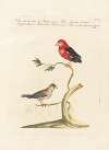Ornithologia methodice digesta Pl.342