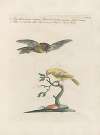 Ornithologia methodice digesta Pl.344