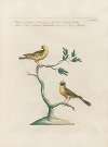 Ornithologia methodice digesta Pl.345
