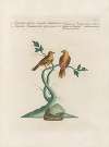 Ornithologia methodice digesta Pl.347