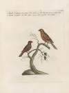 Ornithologia methodice digesta Pl.352