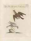 Ornithologia methodice digesta Pl.355
