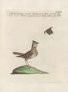 Ornithologia methodice digesta Pl.356