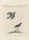 Ornithologia methodice digesta Pl.358