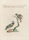Ornithologia methodice digesta Pl.359