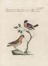 Ornithologia methodice digesta Pl.364