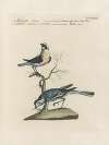 Ornithologia methodice digesta Pl.366
