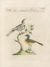 Ornithologia methodice digesta Pl.367