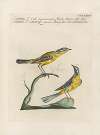 Ornithologia methodice digesta Pl.368