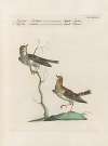 Ornithologia methodice digesta Pl.369