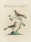 Ornithologia methodice digesta Pl.370
