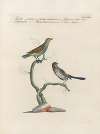 Ornithologia methodice digesta Pl.373