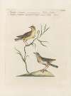 Ornithologia methodice digesta Pl.374