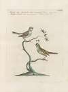 Ornithologia methodice digesta Pl.375