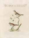 Ornithologia methodice digesta Pl.376