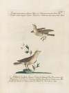Ornithologia methodice digesta Pl.377