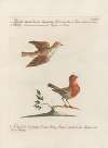 Ornithologia methodice digesta Pl.378