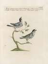 Ornithologia methodice digesta Pl.380
