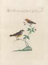 Ornithologia methodice digesta Pl.383