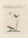 Ornithologia methodice digesta Pl.384