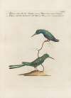 Ornithologia methodice digesta Pl.385
