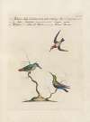 Ornithologia methodice digesta Pl.386