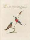 Ornithologia methodice digesta Pl.387