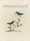 Ornithologia methodice digesta Pl.389