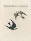 Ornithologia methodice digesta Pl.390