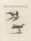 Ornithologia methodice digesta Pl.391