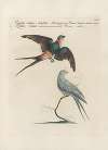 Ornithologia methodice digesta Pl.392