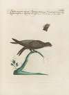Ornithologia methodice digesta Pl.394