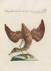 Ornithologia methodice digesta Pl.414