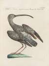 Ornithologia methodice digesta Pl.422