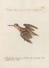 Ornithologia methodice digesta Pl.425