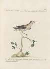Ornithologia methodice digesta Pl.434