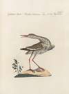 Ornithologia methodice digesta Pl.446