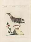 Ornithologia methodice digesta Pl.447