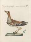 Ornithologia methodice digesta Pl.454