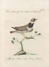 Ornithologia methodice digesta Pl.458