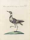 Ornithologia methodice digesta Pl.459