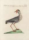 Ornithologia methodice digesta Pl.462