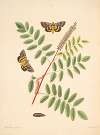 The natural history of the rarer lepidopterous insects of Georgia Pl.089