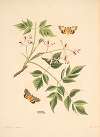 The natural history of the rarer lepidopterous insects of Georgia Pl.090