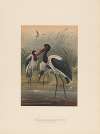 The Saddle-billed Stork
