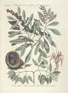 Piscium, serpentum, insectorum, aliorumque nonnullorum animalum nec non plantarum quarundam imagines Pl.033