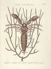 Piscium, serpentum, insectorum, aliorumque nonnullorum animalum nec non plantarum quarundam imagines Pl.034