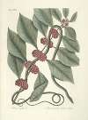 Piscium, serpentum, insectorum, aliorumque nonnullorum animalum nec non plantarum quarundam imagines Pl.047