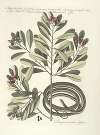 Piscium, serpentum, insectorum, aliorumque nonnullorum animalum nec non plantarum quarundam imagines Pl.050